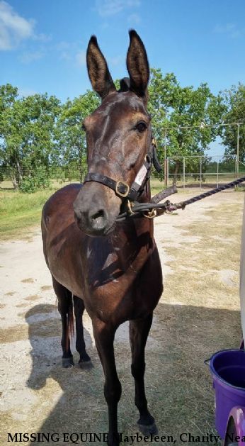 MISSING EQUINE Maybeleen, Charity  Near Alvin, TX, 77511